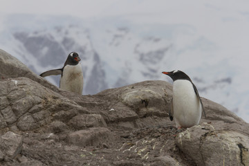 Gentoo penguin mating behavior