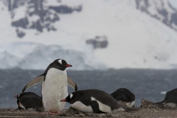 Naklejka premium Gentoo penguin mating pair