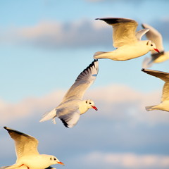 Naklejka premium seagull