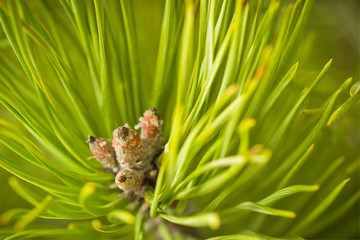 Obraz premium Resinous pine buds