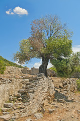 big old olive tree at ruins of medieval monastery