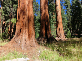 Giant redwood trees in Sequoia National Park