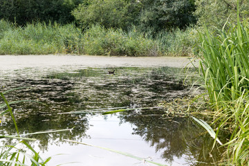 Moorhen (Gallinula chloropus)