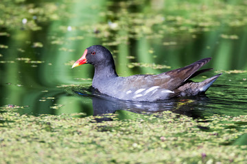 Moorhen (Gallinula chloropus)
