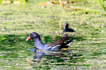Moorhen (Gallinula chloropus)