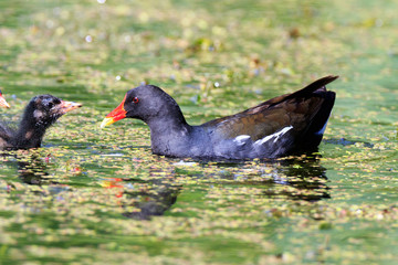 Moorhen (Gallinula chloropus)