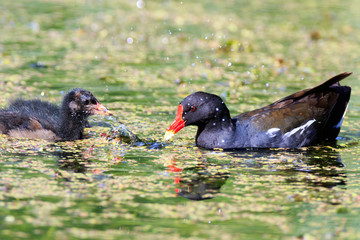 Moorhen (Gallinula chloropus)