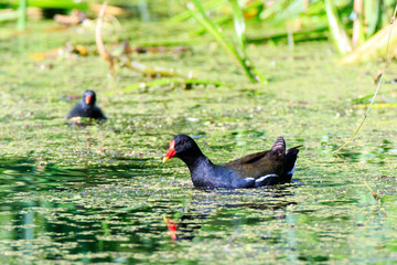 Moorhen (Gallinula chloropus)