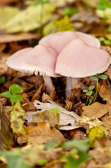 pink forest mushroms - 3785