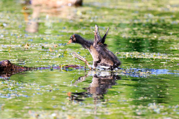 Moorhen (Gallinula chloropus)