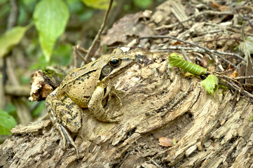 rana dalmatina - 0354
