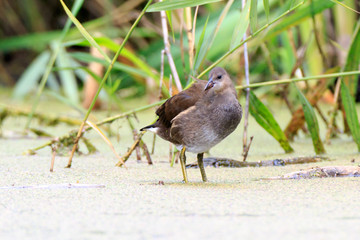Moorhen (Gallinula chloropus)