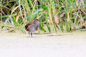 Moorhen (Gallinula chloropus)
