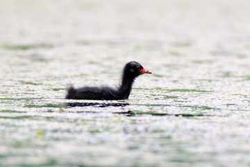 Moorhen (Gallinula chloropus)