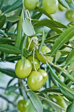olive branch with olive fruits - 3580
