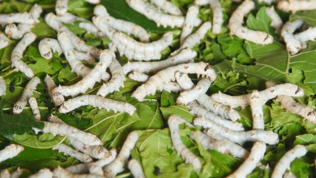 panning shot of silkworms with mulberry leaves on the woven basket