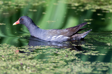 Moorhen (Gallinula chloropus)