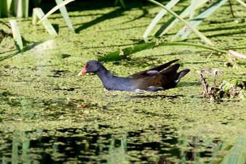 Moorhen (Gallinula chloropus)