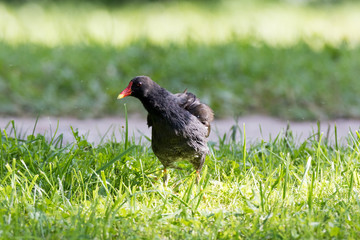 Moorhen (Gallinula chloropus)