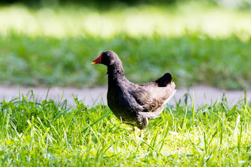 Fototapeta premium Moorhen (Gallinula chloropus)