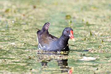 Moorhen (Gallinula chloropus)