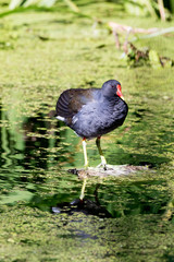 Moorhen (Gallinula chloropus)