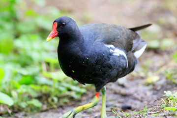 Moorhen (Gallinula chloropus)