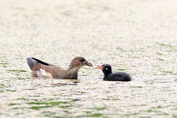 Moorhen (Gallinula chloropus)
