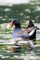 Moorhen (Gallinula chloropus)