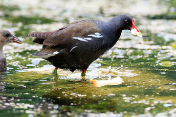 Moorhen (Gallinula chloropus)