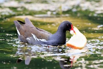 Moorhen (Gallinula chloropus)
