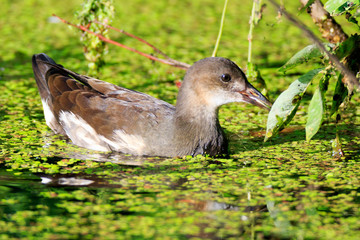 Moorhen (Gallinula chloropus)
