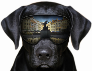 Panorama Starego Miasta w Warszawie - fotomontaż z psem,
 - obrazy, fototapety, plakaty