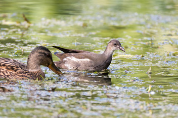 Moorhen (Gallinula chloropus)