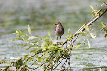 Moorhen (Gallinula chloropus)