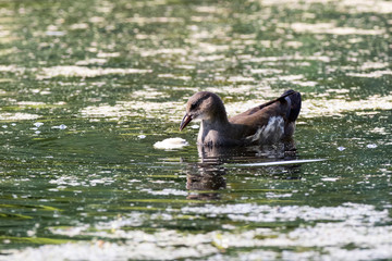 Moorhen (Gallinula chloropus)