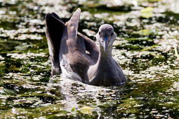 Moorhen (Gallinula chloropus)