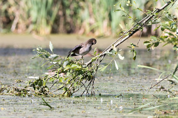 Moorhen (Gallinula chloropus)