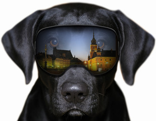 Panorama Starego Miasta w Warszawie - fotomontaż z psem,
