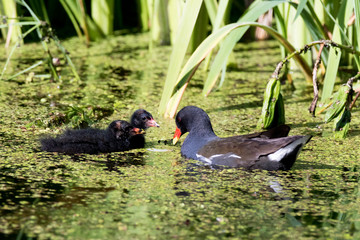 Moorhen (Gallinula chloropus)