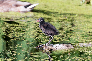 Moorhen (Gallinula chloropus)