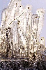 Plants that have been glazed in  ice on a cold winters day