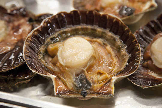 Norvegia, conchiglia Capesanta o San Jacques