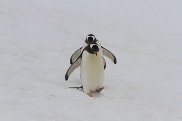 Waddling gentoo penguins