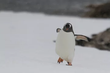 Fotobehang Walking Gentoo penguin © karenfoleyphoto
