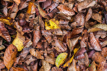 background of a pile of leaves