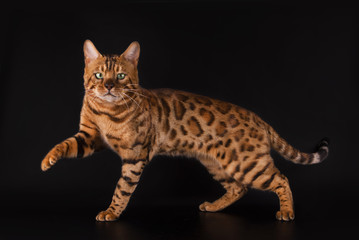 Golden Bengal cat on a black background isolated