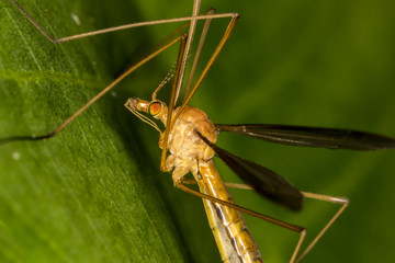 Little insect on leaf close up - Little bug Macro photo