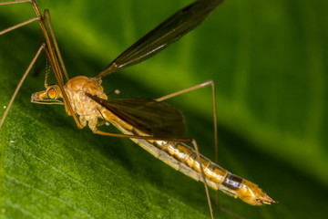 Little insect on leaf close up - Little bug Macro photo
