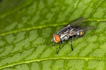 Fly red eyes extreme closeup photo - Fly red eyes macro photo